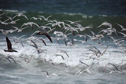 Birds over Playa La Rinconada.