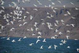 Birds over Playa La Rinconada.