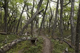 Walk through Lenga woods from O'Higgins lake Candelario Mancilla in Chile to Lago Desierto, Argentina.