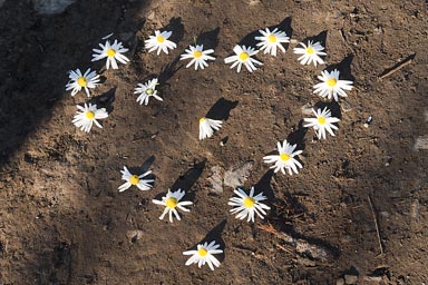 On the path somebody laid out a heart of flowers.