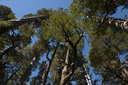 Fitzroya trees and blue sky, Hornopiren NP, Chile.