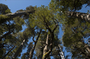 Fitzroya trees and blue sky, Hornopiren NP, Chile.