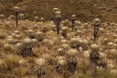Yucca plants in Colombian Andes.