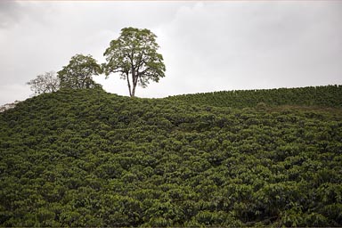 Coffee plantations everywhere, Colombia coffee route..