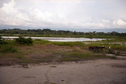 Sides of Magdallene River, central Colombia.