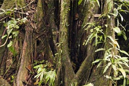 Huge tree, Huge ficus. Playa Perla.