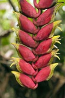 Red delight, exotic plant.