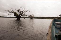 Out on Laguna Grande. Amazon basin, Cuyabeno, Ecuador.