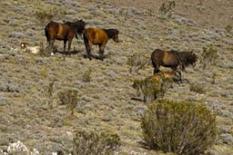 Wild horses on the slopes, Cotopaxi.