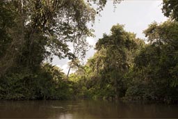 Jungle and Rio Cuyabeno.