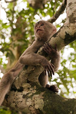 Little monkey, Misahualli, Ecuador.