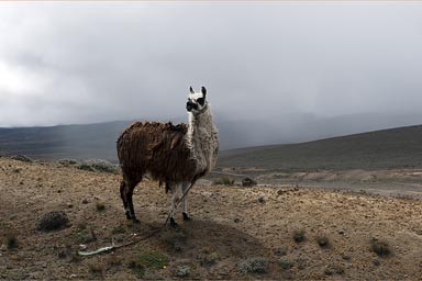 Llama, Ecuadorian Andes.