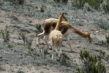 Vicunas, Chimborazo proximity.