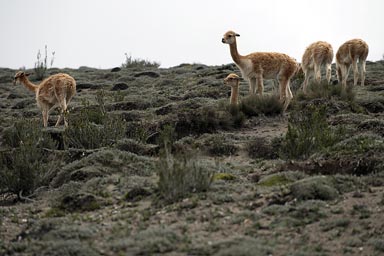 Vicunas, Chimborazo proximity. Related to llamas.