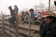 Boys watching Indian rodeo. Salinas, Ecuador.