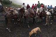 Horses, dogs in the rain and the mud. Fog in Salinas, Ecuador.