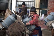 Cow milk arrives on llamas and donkeys from surrounding pastures, every morning for famous Salinas de Guaranda cheese producers, Ecuador.