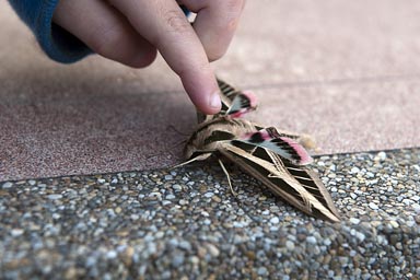 Bizzare and beautiful moth.