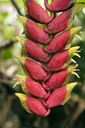 Red delight, exotic plant.