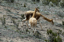 Vicunas, Chimborazo proximity.