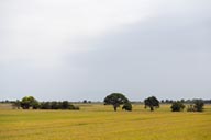 Rice cultivated near Tumbes, Peru.