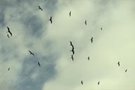 Glide on thermal winds near a dune, birds in the sky, northern Peru.