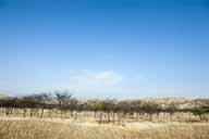 Acacia scrub in almost desert. Northern Peru.