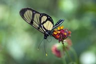 Butterflyfarm Iquitos.