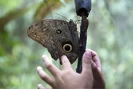Boys can touch a butterfly very carefully.