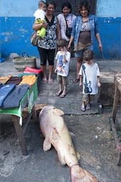 A huge pink fish, still alive on pavement, Belen fishmarket, Iquitos, Peru. 