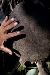 Termites nest, hand.