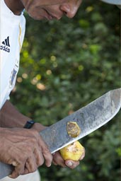 With his machete Ribert from Cocama Cocamilla people peels a sweat jungle fruit.