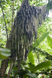 But is what, an ant nest? Peruvian jungle.