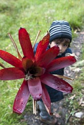 David shows me a huge red flower, Kuelap.