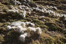 White Andino wool?