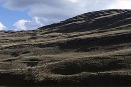 Cordillera Blanca, vegetation.