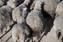 Sheep on road in Cordillera Blanca. 