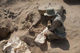 Not so old, human skeleton but recenetly uncovered from the sand at the foot of a pyramid, Caral, Peru.