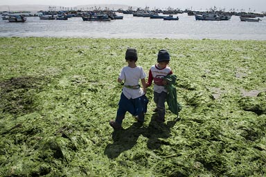 Green seaweed, beach in Paracas, Peru.