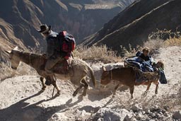 Mules climb up Colca Canyon, Peru.