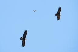 Over Colca Canyon we saw a total of 7, these three glide close together. Peru.