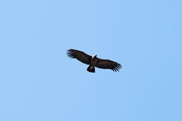 Giant Condor over Colca Canyon, Peru.