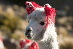 Tagged with red ribbons, Vicuna in Andes in Peru.