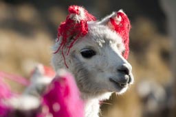 Tagged with red ribbons, Vicuna in Andes in Peru.