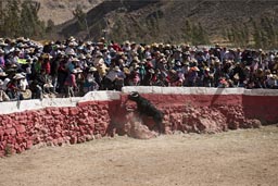 Bull tries to get up on tribunes, Huambo, bull fighting arena, Peru.