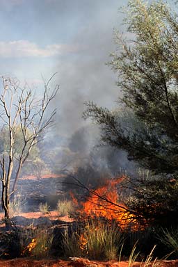 Bush fires