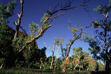 River Bed Trees