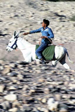 Boy riding a horse