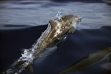 Dolphin next to our boat