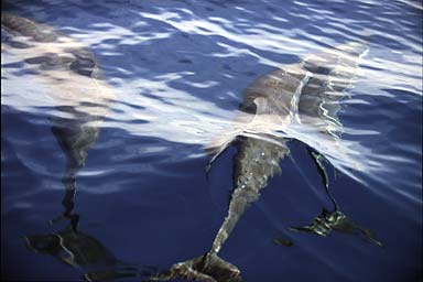 Dolphins swimming along the boat